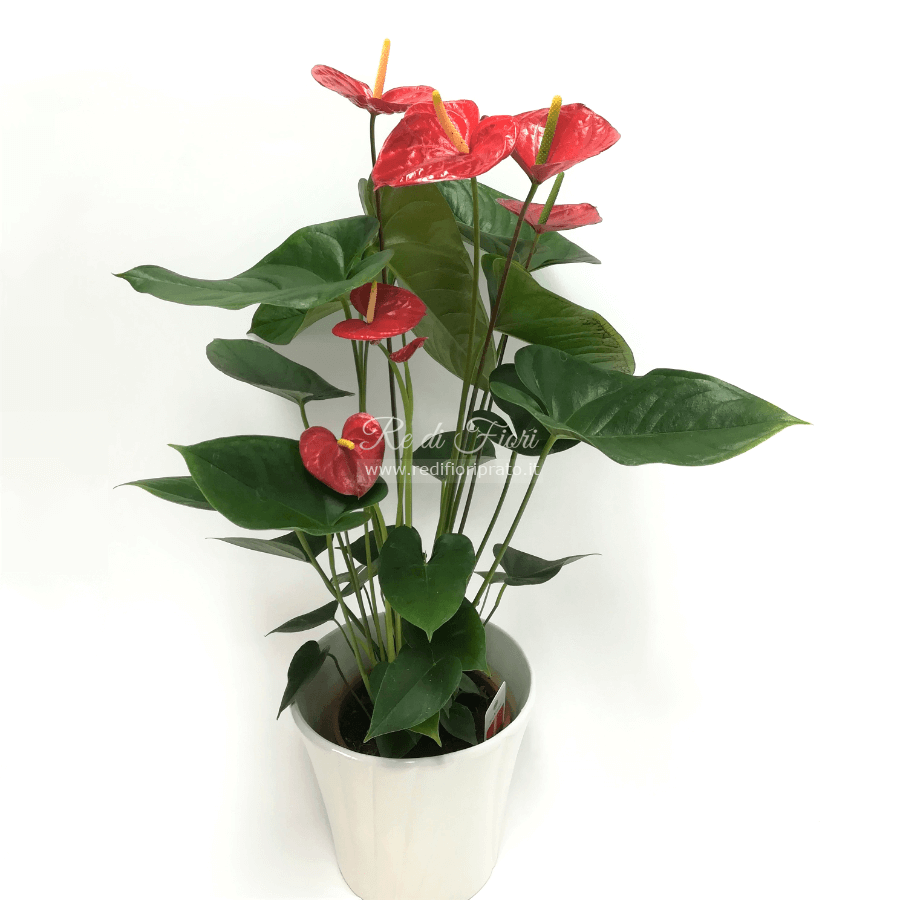 Pianta di Anthurium Pianta di Anthurium