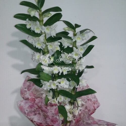 Dendrobium "Orchidea Bamboo"