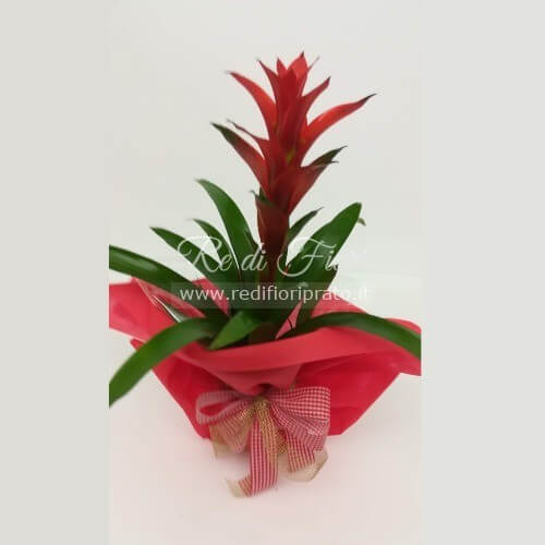 Guzmania