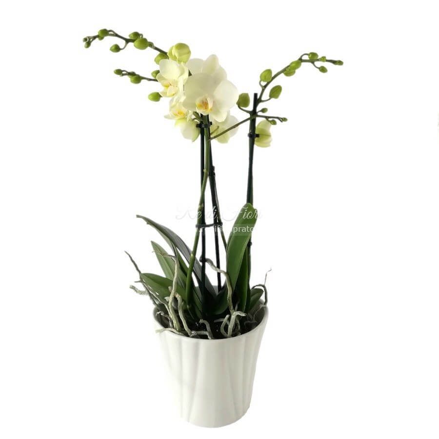 Phalaenopsis fiore piccolo con vaso