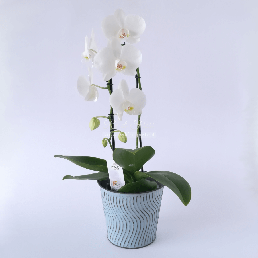 Orchidea Phalaenopsis fiore grande "archetto"