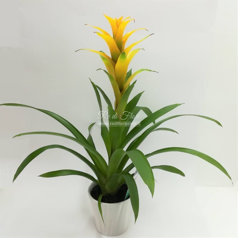 Guzmania con vaso ceramica