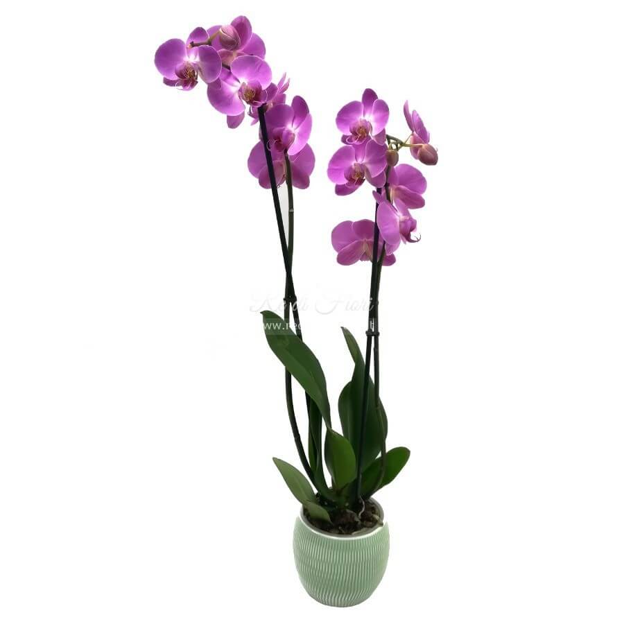 Orchidea Phalaenopsis