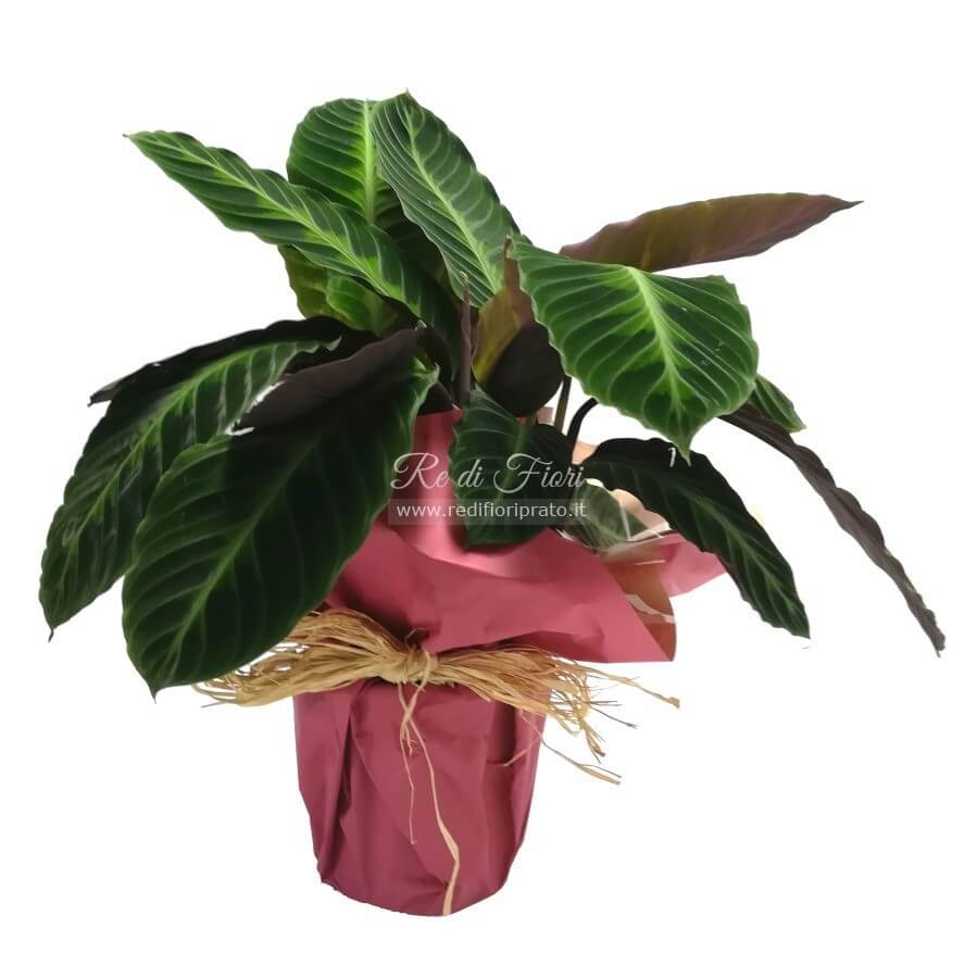 Calathea