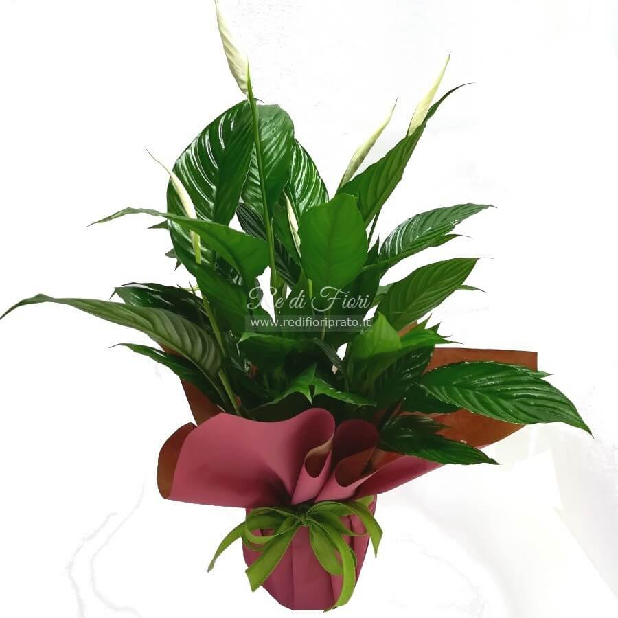 Spathiphyllum