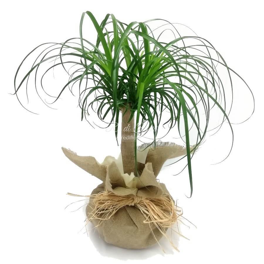 Beaucarnea Beaucarnea