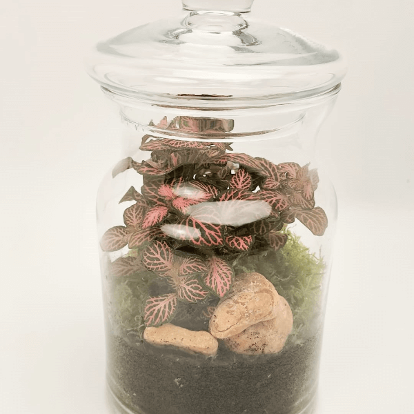 Terrario serie POT - 01