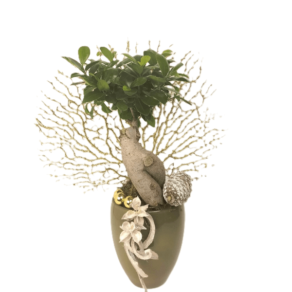 Ficus Ginseng composizione con vaso verde