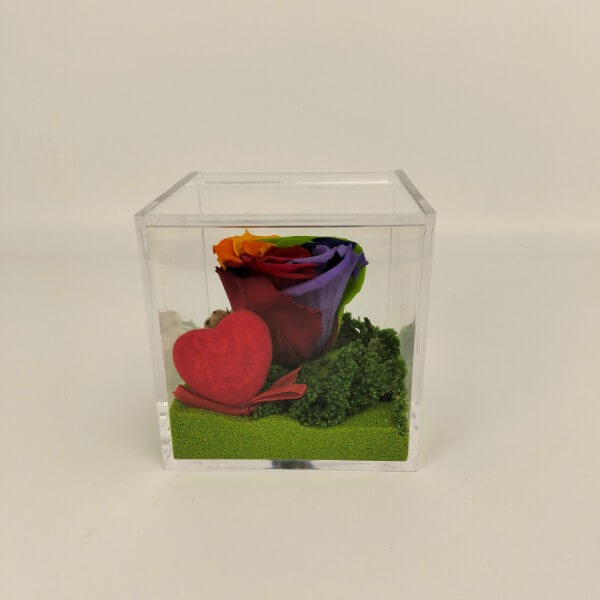 Rosa arcobaleno - cubo plexi