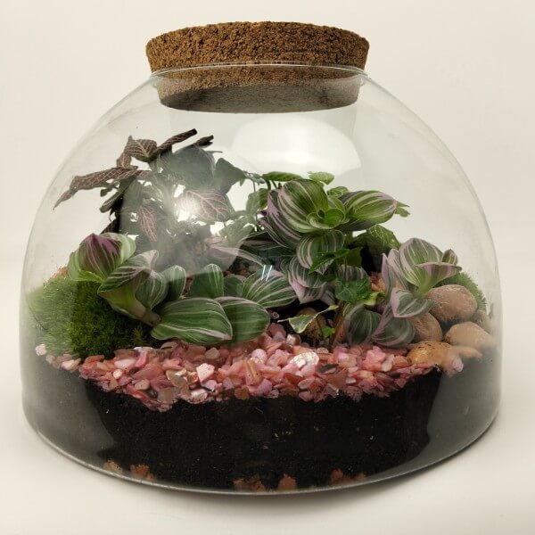 Terrario Semisfera serie L 21x28 Terrario Semisfera serie L 21x28