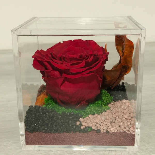 Cubo plexi - rosa rossa Cubo plexi - rosa rossa