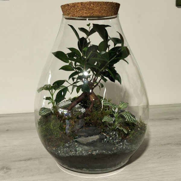 Terrario serie PE Ginseng Terrario serie PE Ginseng