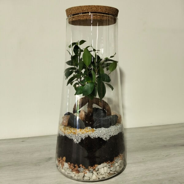 Terrario serie BA - L2 Ginseng Terrario serie BA - L2 Ginseng